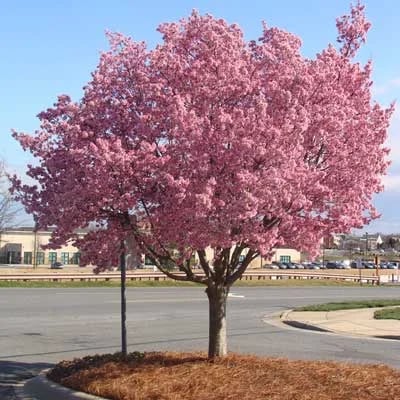 Mountmorey Cherry