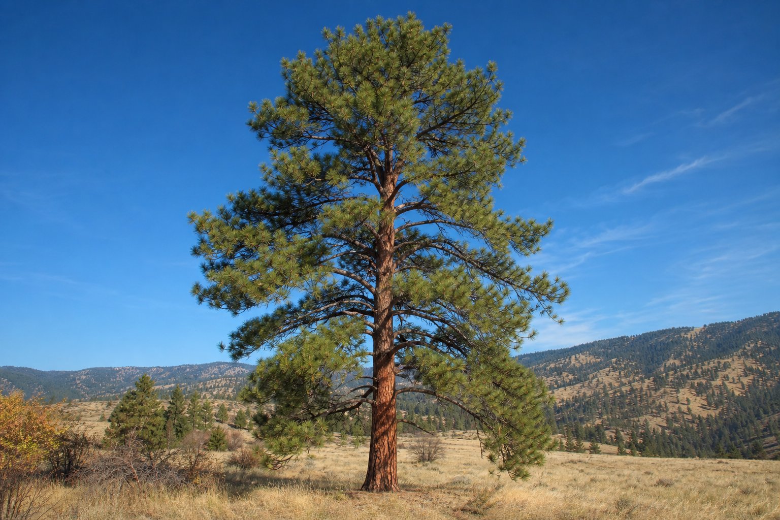 Ponderosa Pine
