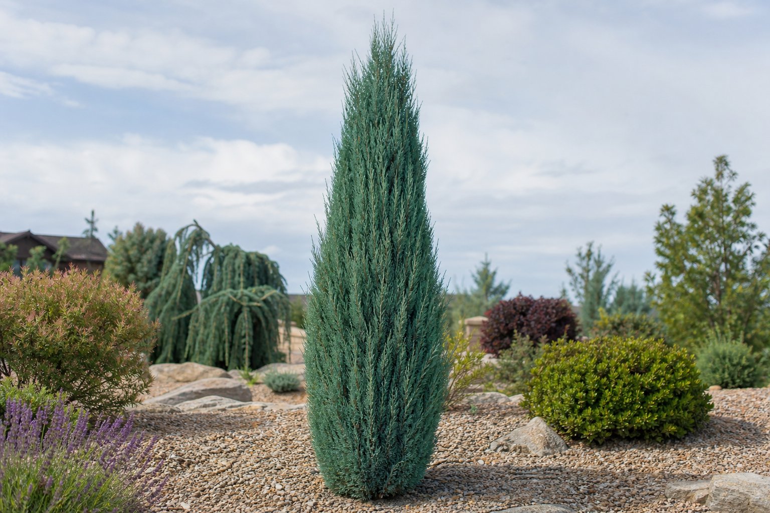 Sky Rocket Juniper