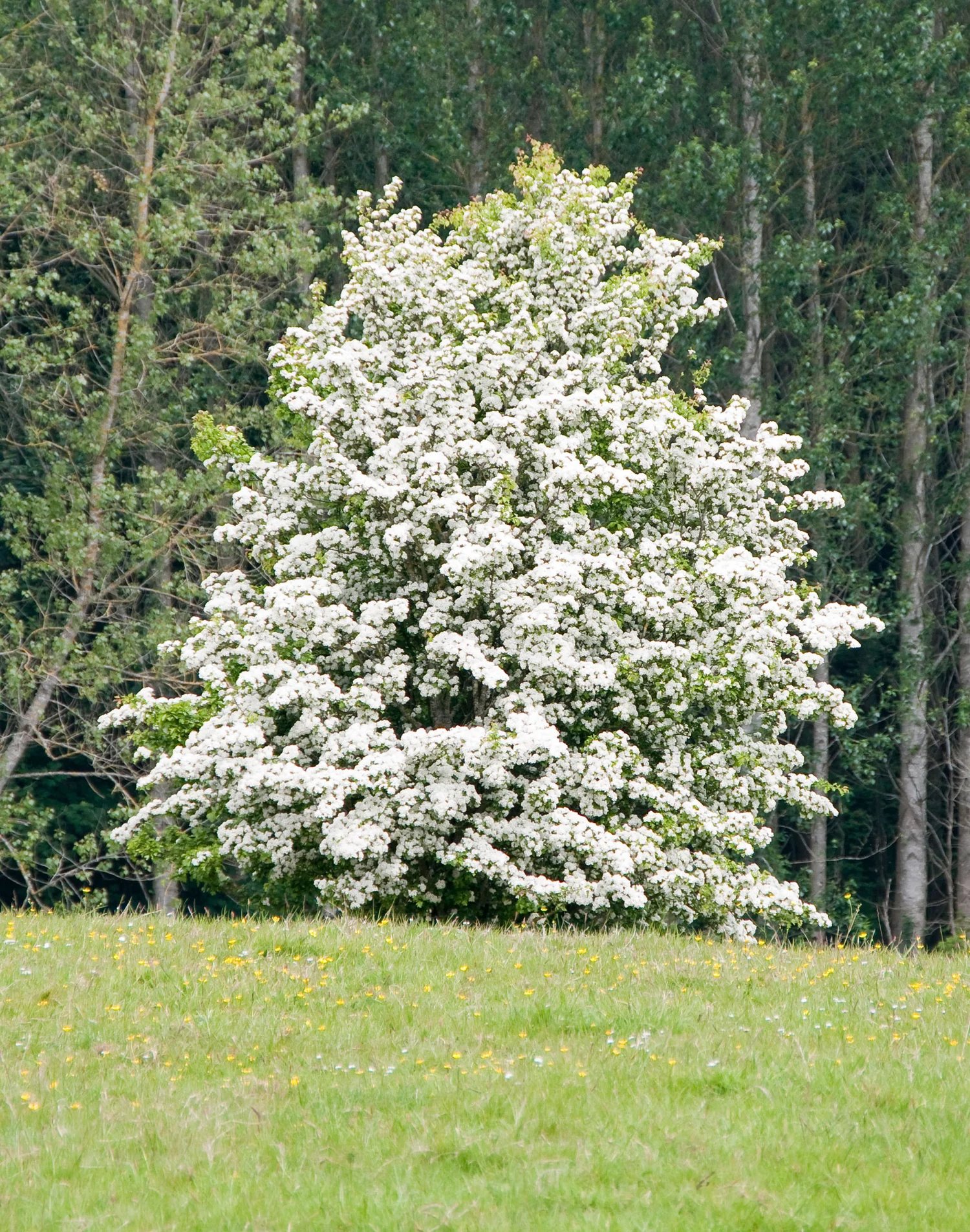 Snowbird Hawthorn