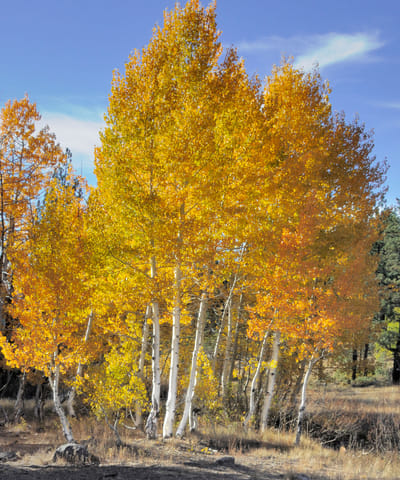 Aspen