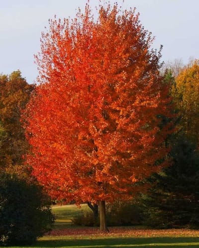 Autumn Blaze Maple