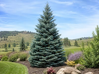 Black Hills Spruce