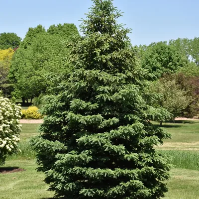 Black Hills Spruce