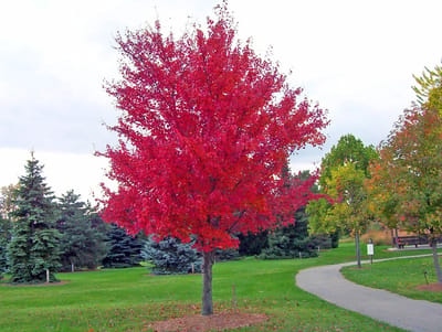Canada Red