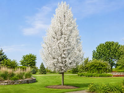 Chanticleer Pear