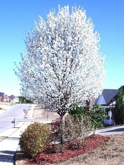 Chanticleer Pear