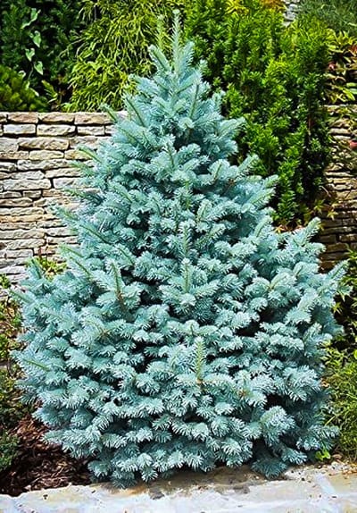 Colorado Blue Spruce