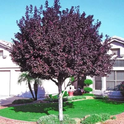 Evans Bali Cherry Tree