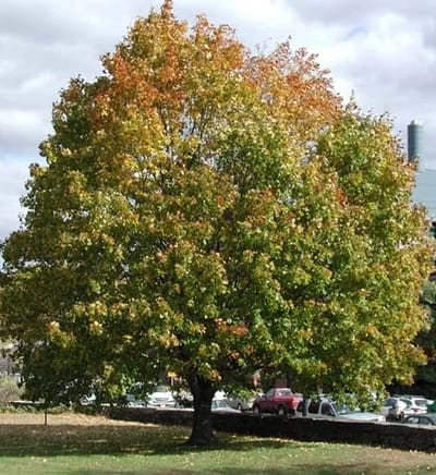 Fairview Norway Maple
