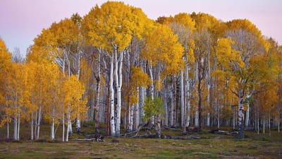 Forest Silver Aspen