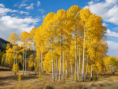 Forest Silver Aspen