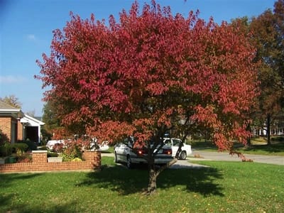 Ginnala Maple