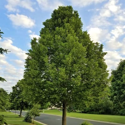 Green Spire Linden