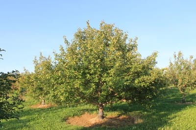 Honey Crisp Apple