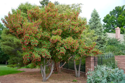 Hotwings Tartarian Maple