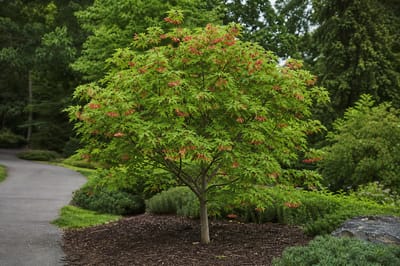 Hotwings Tartarian Maple