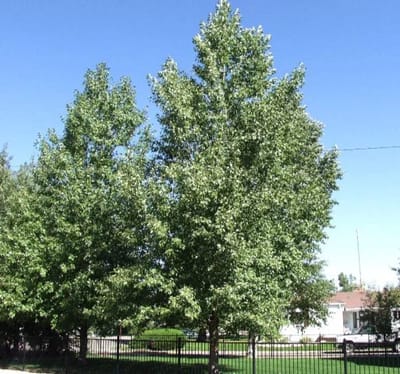 Lanceleaf Cottonwood