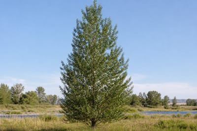 Lanceleaf Cottonwood