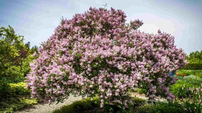 Lilac