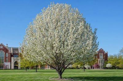 Mountain Frost Pear