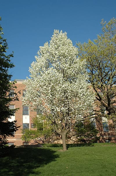Mountain Frost Pear