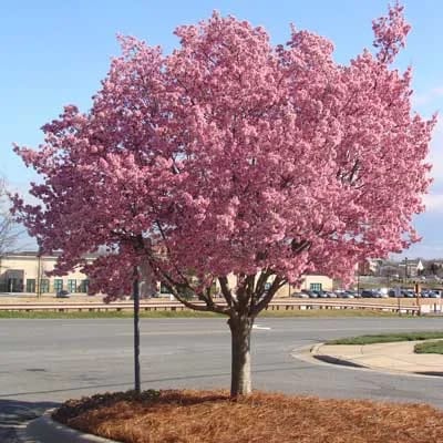 Mountmorey Cherry