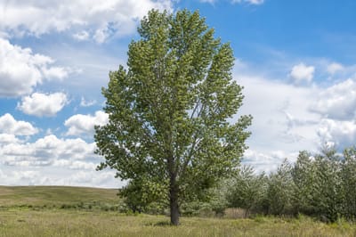Nor'easter Cottonwood