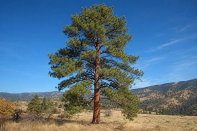 Ponderosa Pine