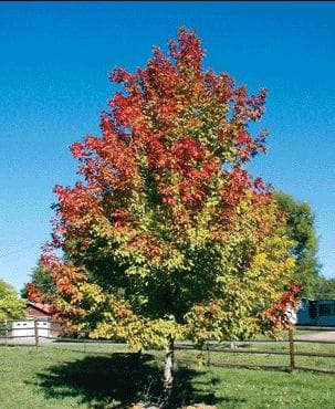 Sensation Boxelder Maple