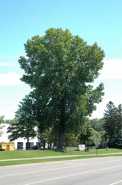 Siouxland Cottonwood