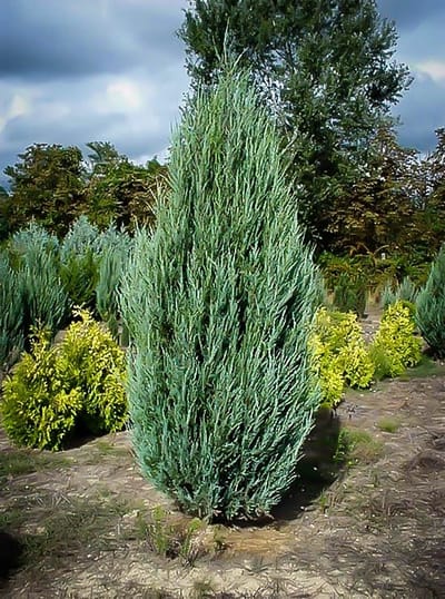 Sky Rocket Juniper