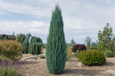 Sky Rocket Juniper