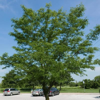 Skyline Honeylocust