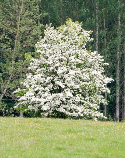 Snowbird Hawthorn