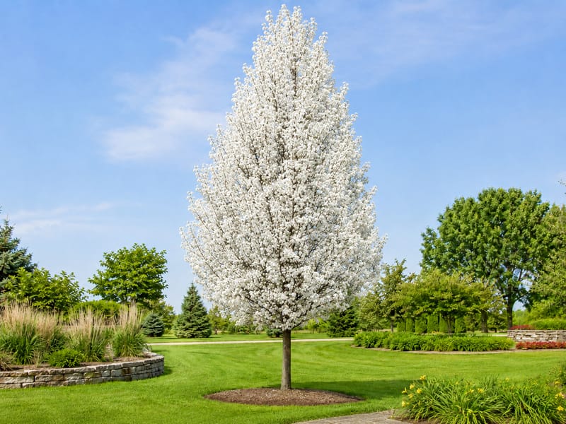 Chanticleer Pear