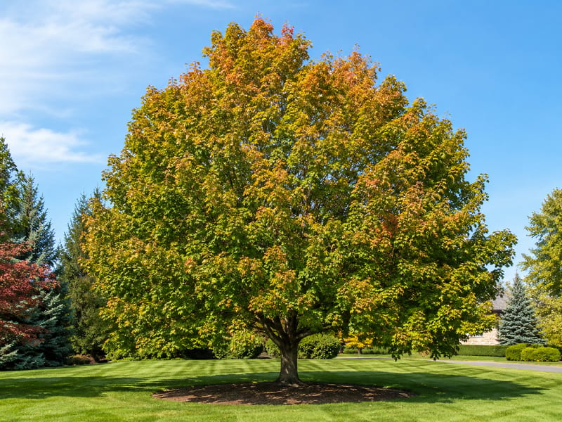Fairview Norway Maple
