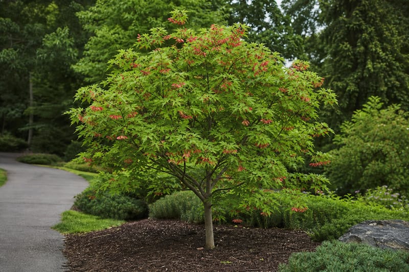 Hotwings Tartarian Maple