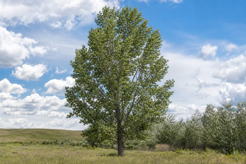 Nor'easter Cottonwood