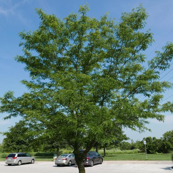 Skyline Honeylocust